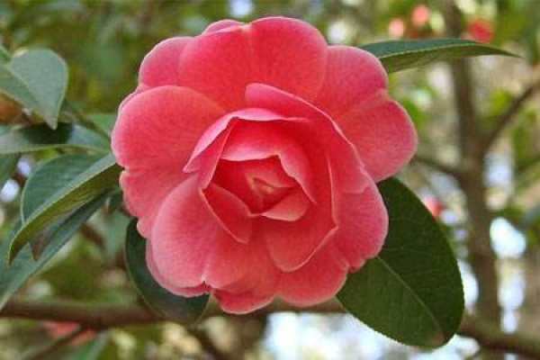 Camellia
