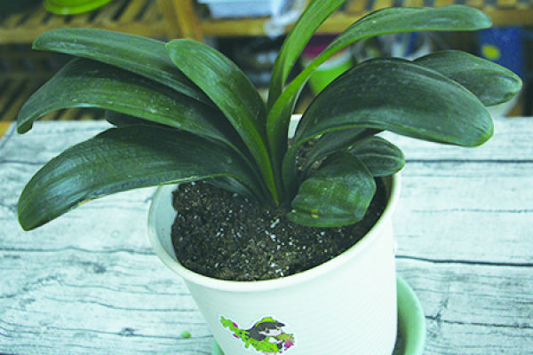 Clivia miniata