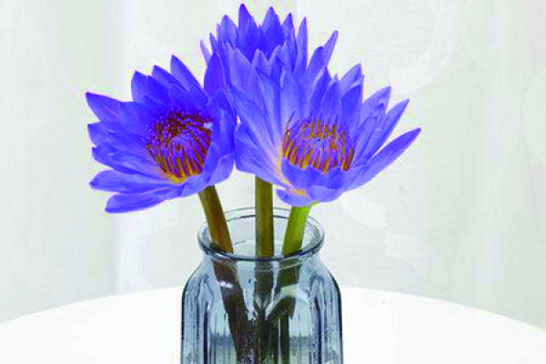 Water Lily