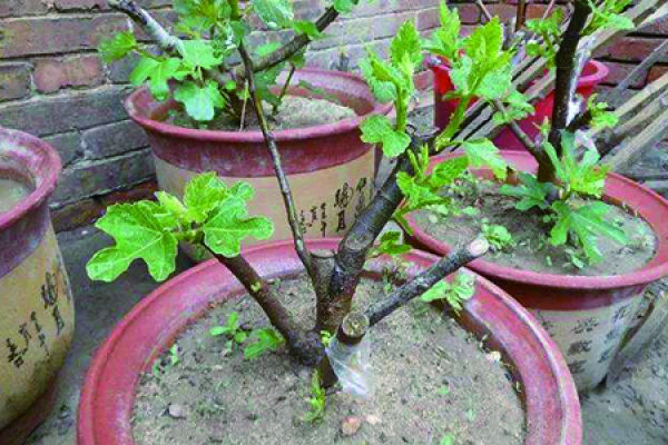 fig