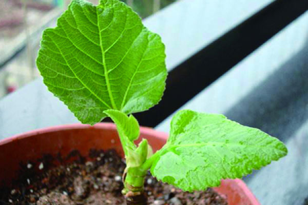 fig