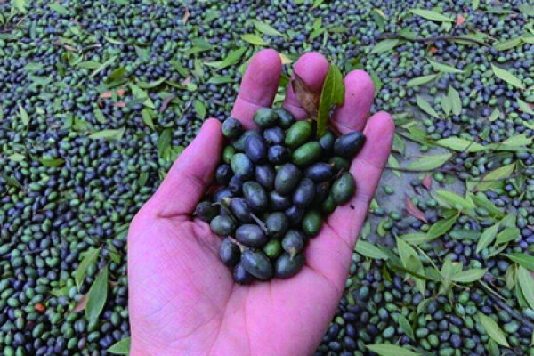 Seeds of Phoebe nanmu