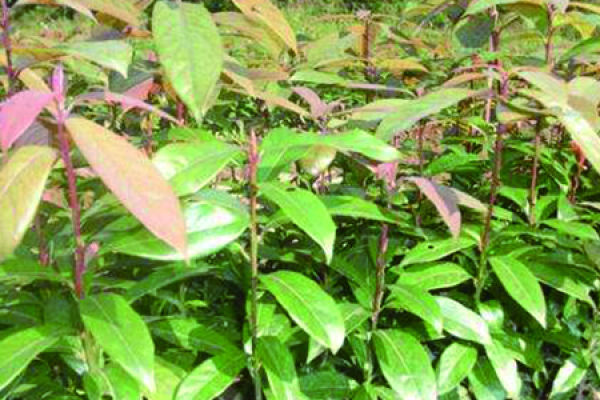 soil