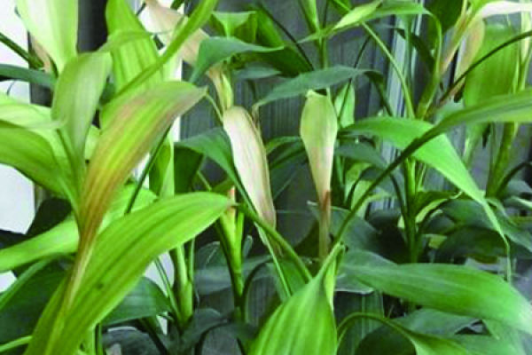 Lucky Bamboo