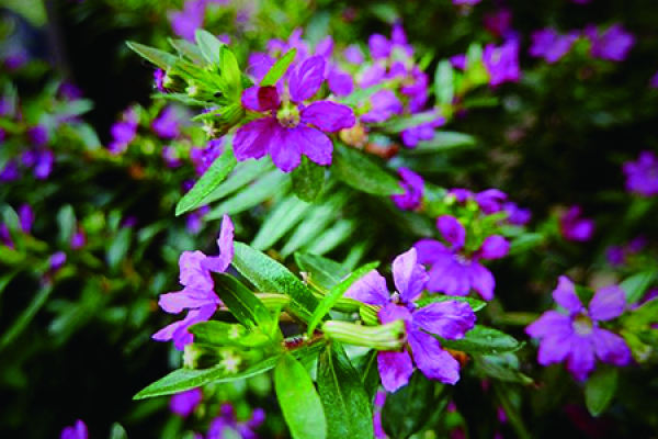 Gypsophila paniculata