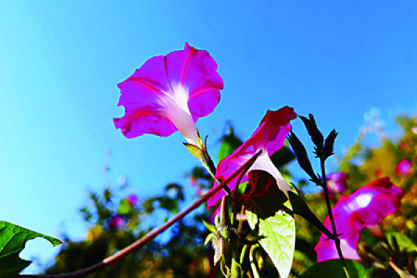 Morning Glory