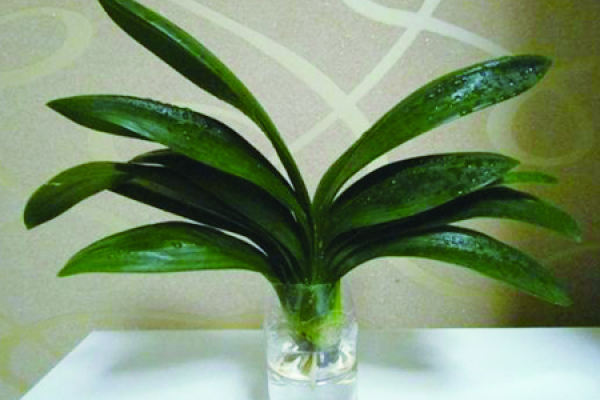 Clivia miniata