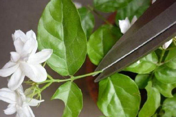 Jasmine