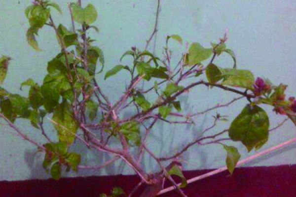 Bougainvillea