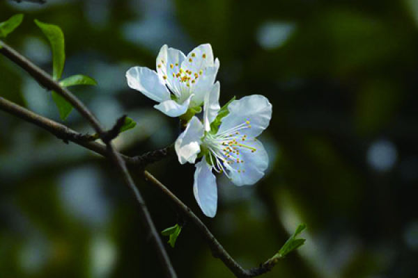 Nanking cherry blossoms