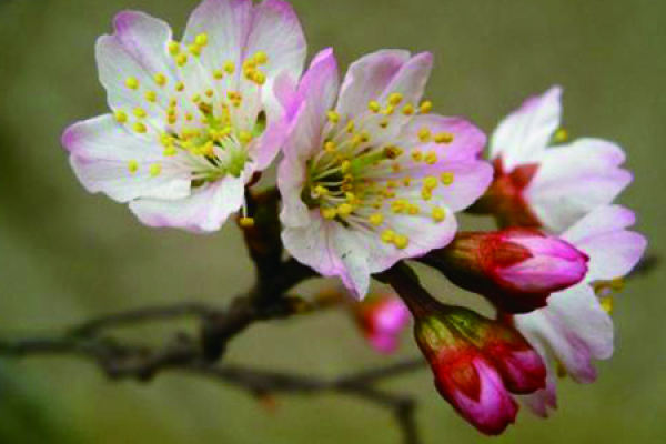 Nanking cherry blossoms