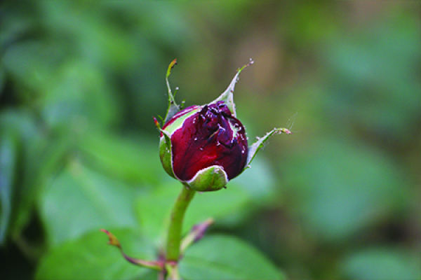 Chinese rose