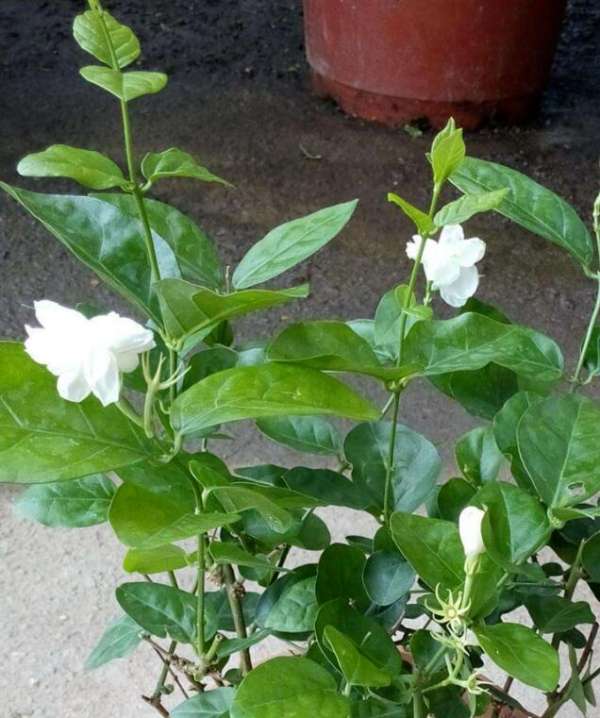 Jasmine