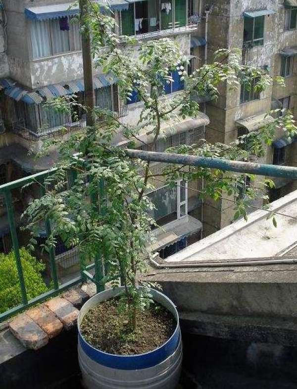 Chinese prickly ash
