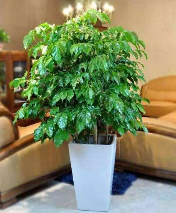 Yushu potted plant