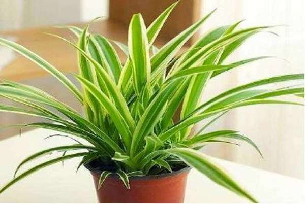 Chlorophytum comosum