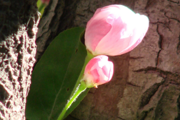 Chinese flowering crabapple