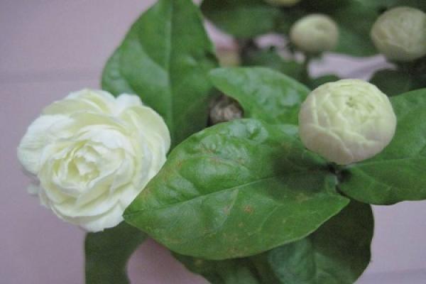 Baozhu jasmine