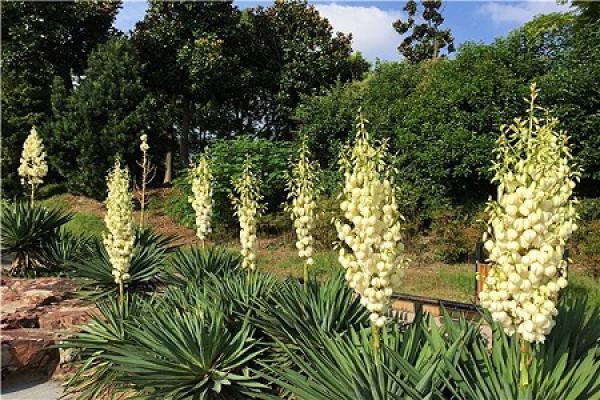Yucca gloriosa