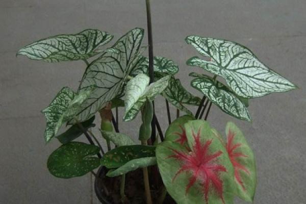 Caladium bicolor