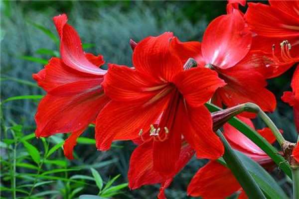 Amaryllis vittata