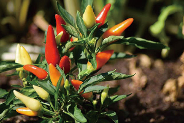 chili tree