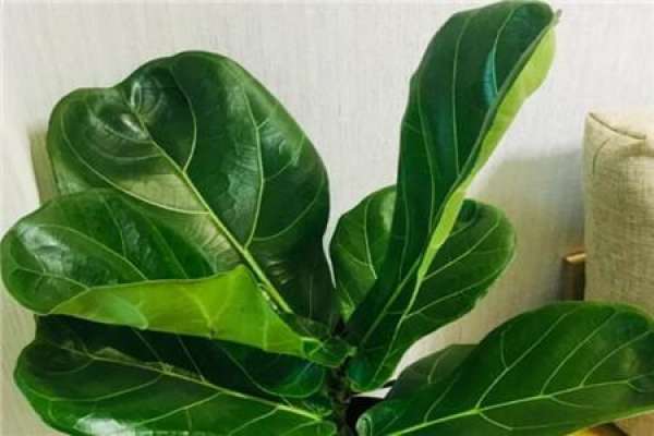 Ficus pandurata