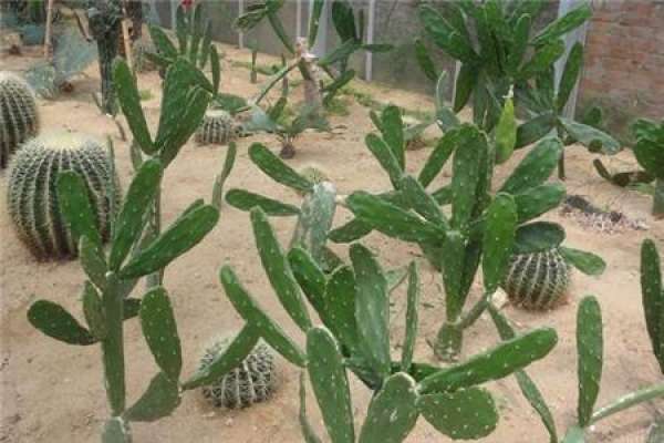 cactus