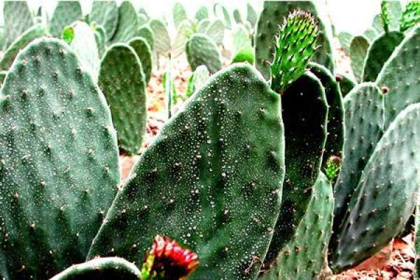 Cactus