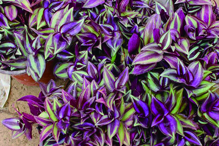 紫叶吊兰