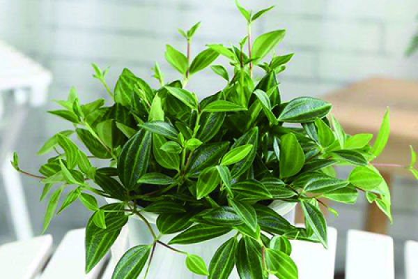 Diamond Jade Planting