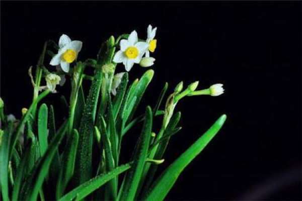 Jasmine