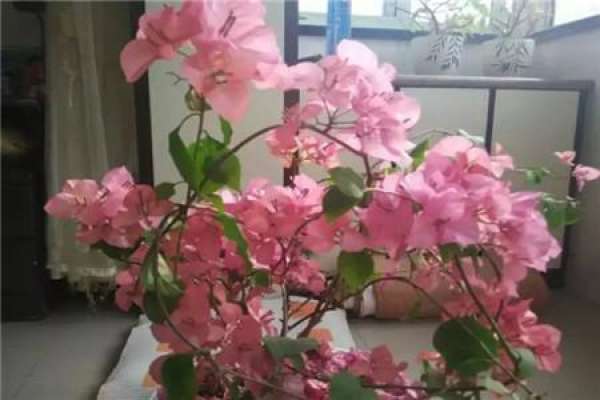 Bougainvillea