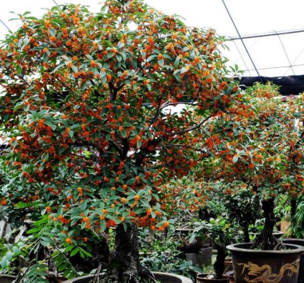 Chinese pine