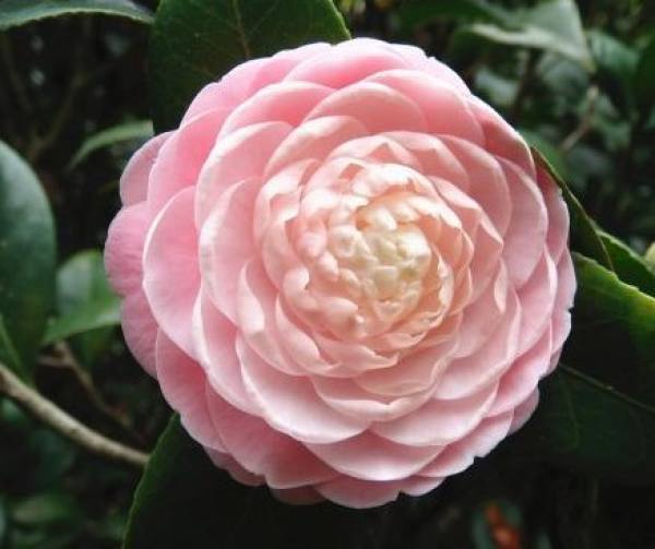 Camellia