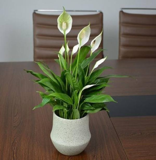 White Palm White Palm