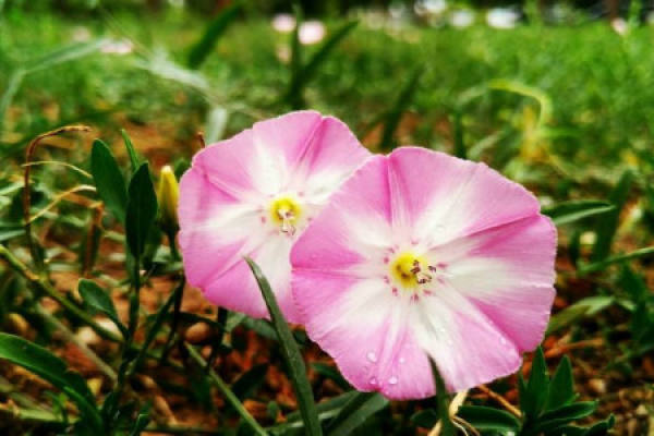 Broken Bowl Flower