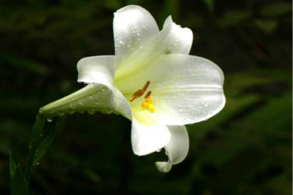 Lily