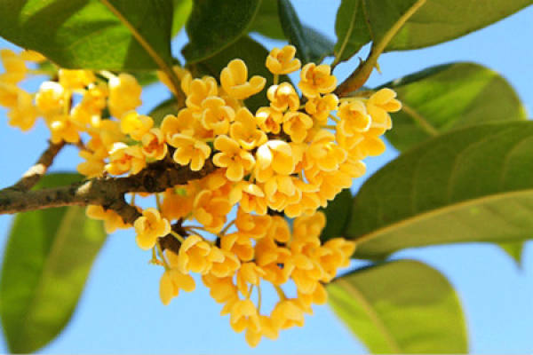 osmanthus