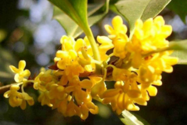 osmanthus
