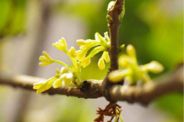 Sweet-scented osmanthus