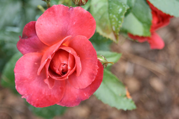 roses