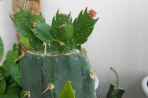 Cactus
