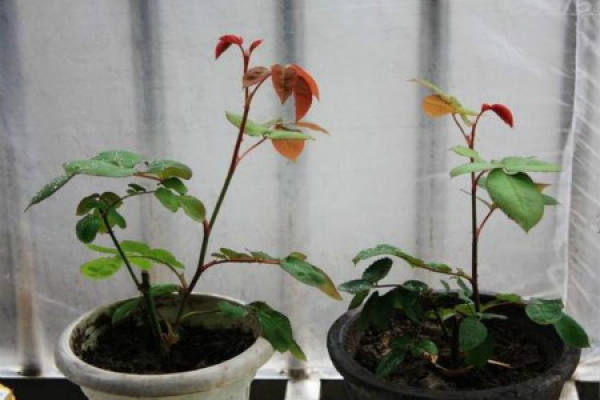 Chinese rose