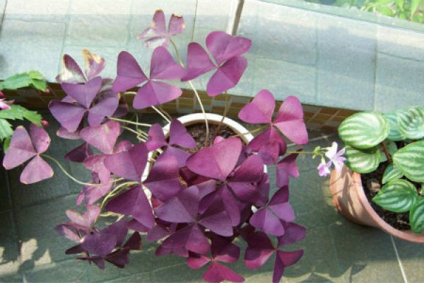 milkweed with purple leaves