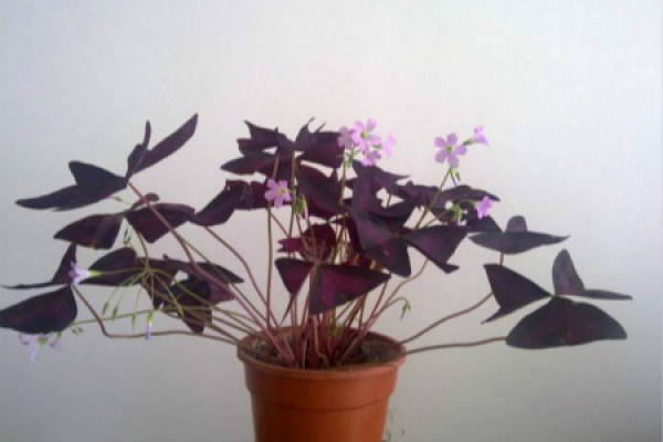milkweed with purple leaves