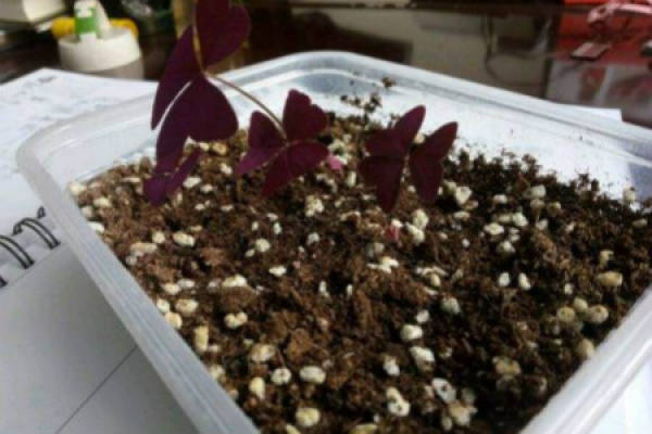 Exservioce purpurea