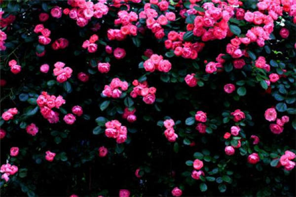rose
