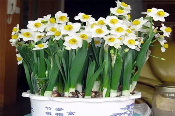 Narcissus