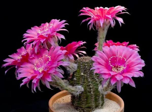Cactus